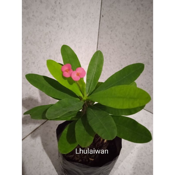 Tanaman hias kaktus eforbia