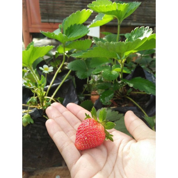 Tanaman buah strawberry bangkok