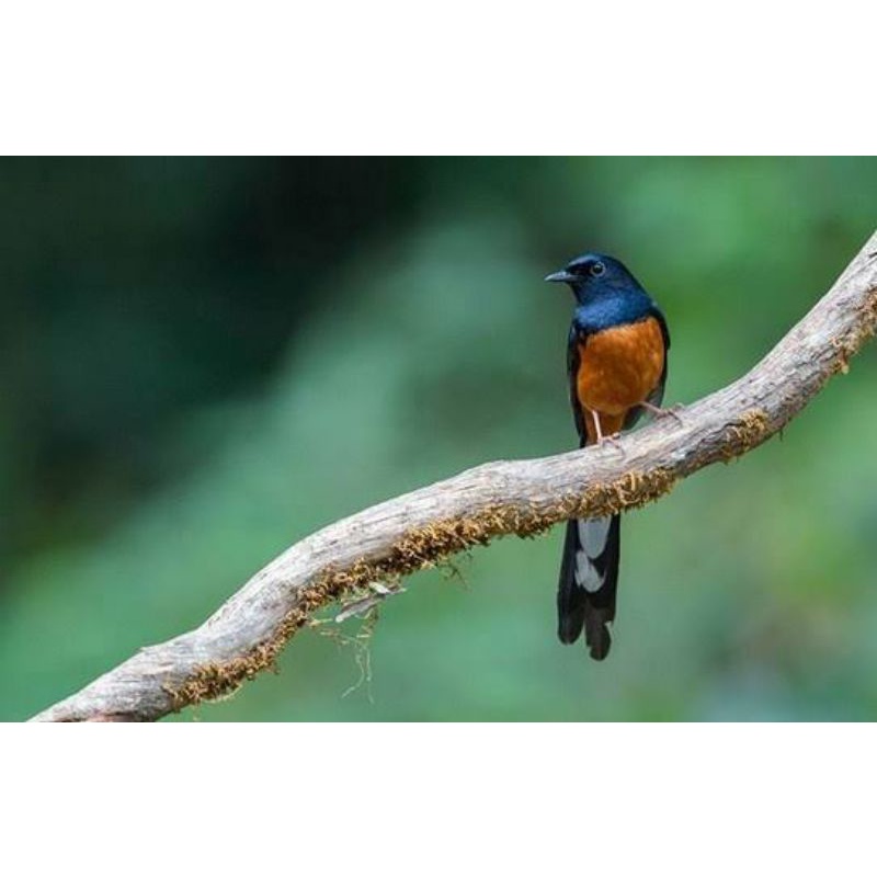 Burung Murai Batu Medan Trotol Jantan Super & Gambling Super & Murai Bahorok Jantan Super