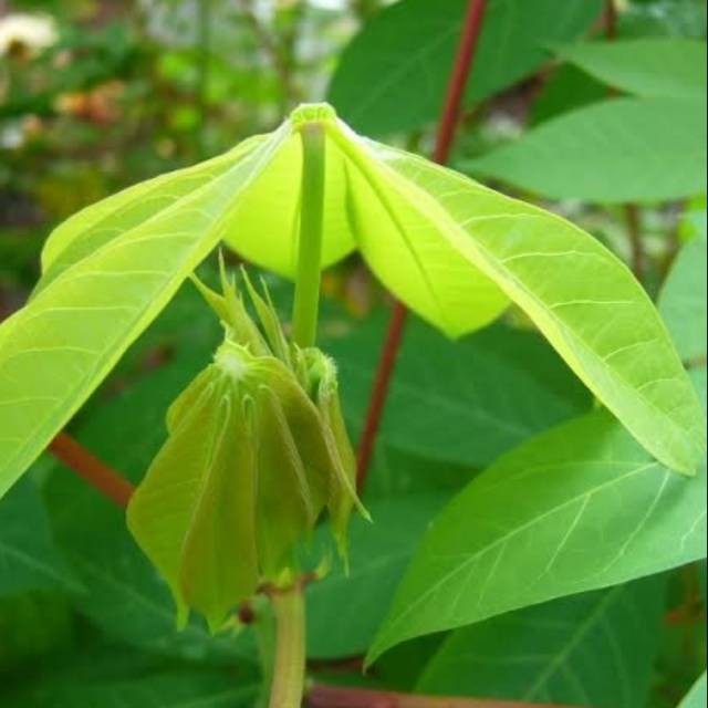 

Lalapan tunas singkong daun muda 200 grm