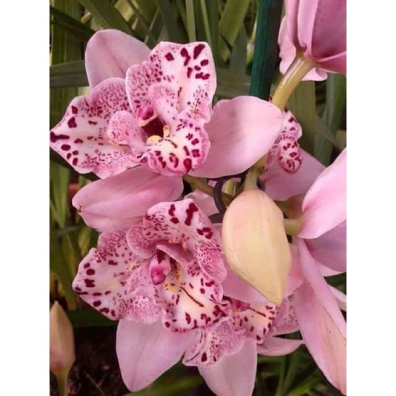 Seedling Anggrek Dendrobium Pink Princess / Bunga Anggrek hidup