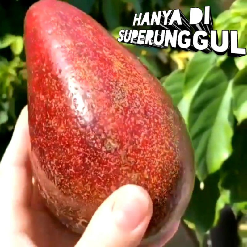 Bibit Alpukat Red Vietnam Superunggul