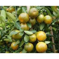 Bibit Jeruk Baby Pacitan / Bibit Jeruk Java / Bibit Jeruk Manis Pacitan