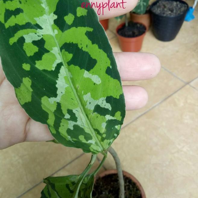 Best produk ✼➳ pictum tri color/aglonema pictum/pictum/aglonema ayo diorder