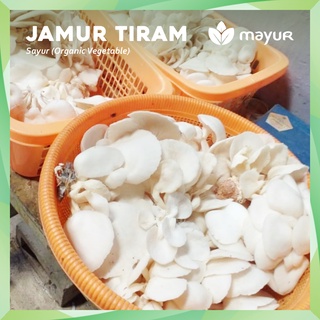 Jual Jamur Tiram Segar Gr Kg Kg Shopee Indonesia