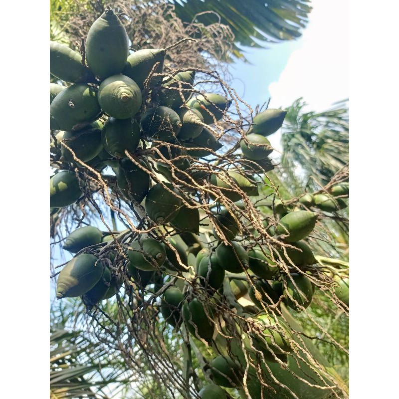 

Buah pinang muda segar 1 kg