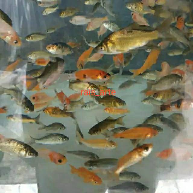 Anak Ikan Mas Pakan Ikan Predator Shopee Indonesia