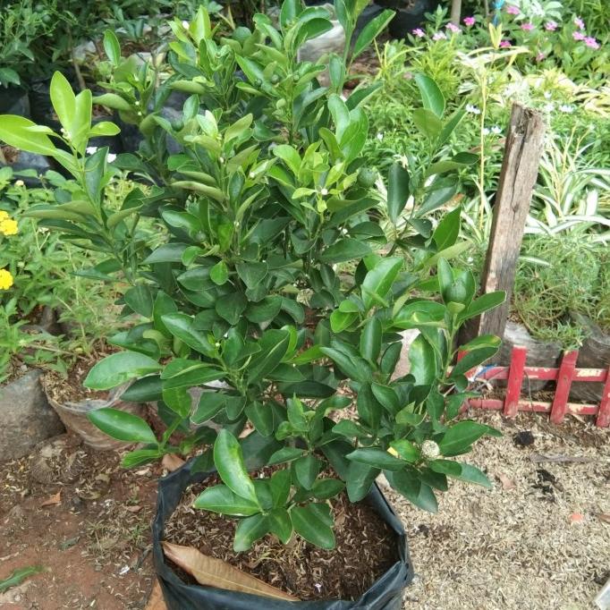*#*#*#] bibit tanaman buah jeruk sonkit kip