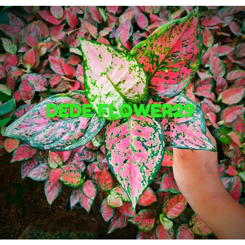 aglonema dut anjamani remaja