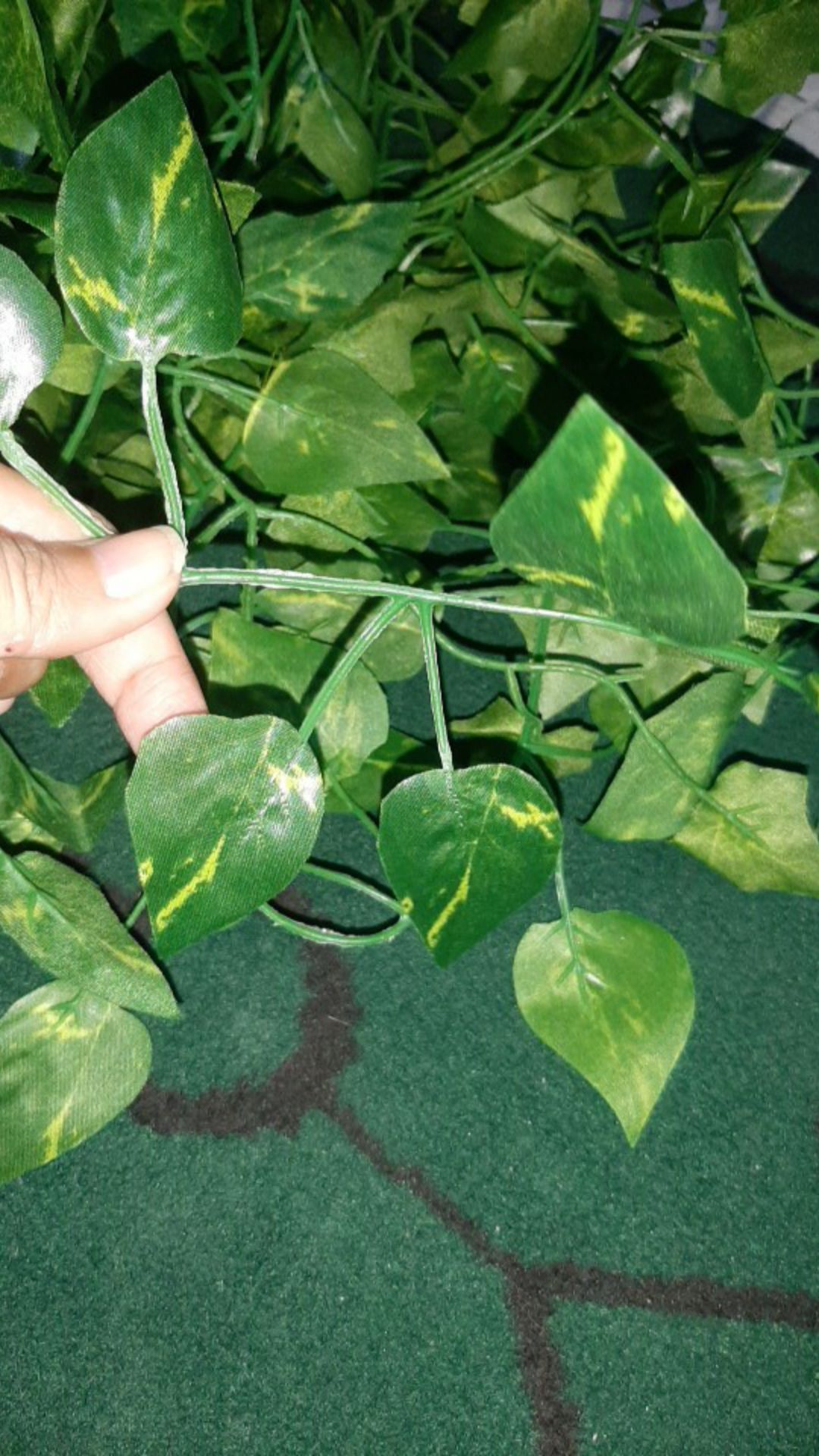 Daun Rambat Sri Gading 2m Dekorasi Home