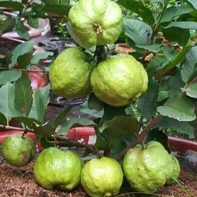 Rest0Ck Bibit Pohon/Tanaman Buah Jambu Kristal (Tinggi Bibit 50-75Cm) P@G
