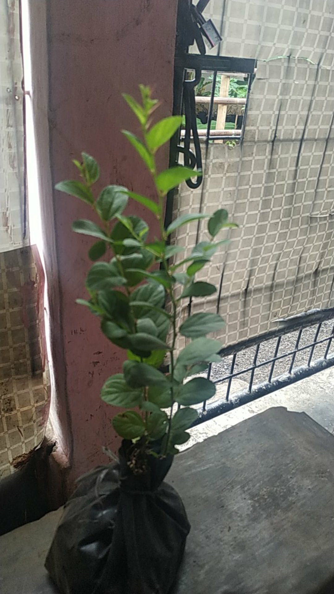 Pohon Bidara Arab Tinggi 20cm