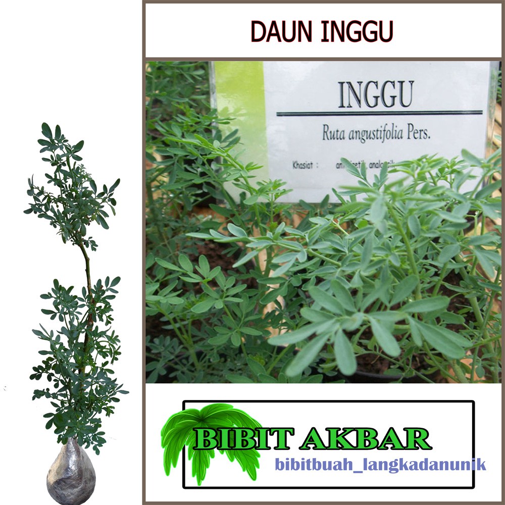 Bibit Tanaman Herbal Daun Inggu