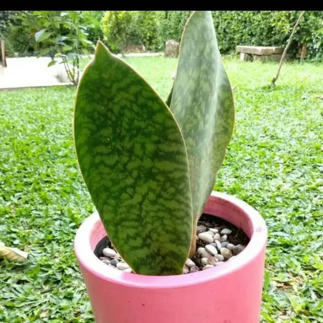 Jual Tanaman indoor sansivera mansoniana sansiveira centong sansevieria taneman indor