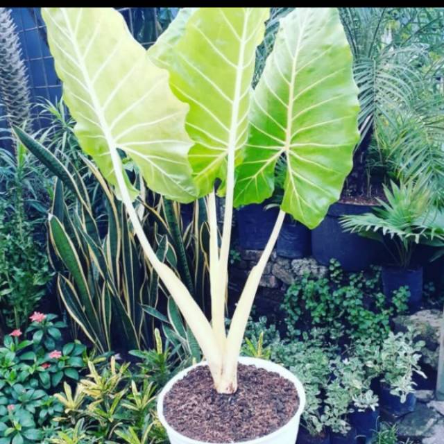 Tanaman sente/lompong kuning/yellow