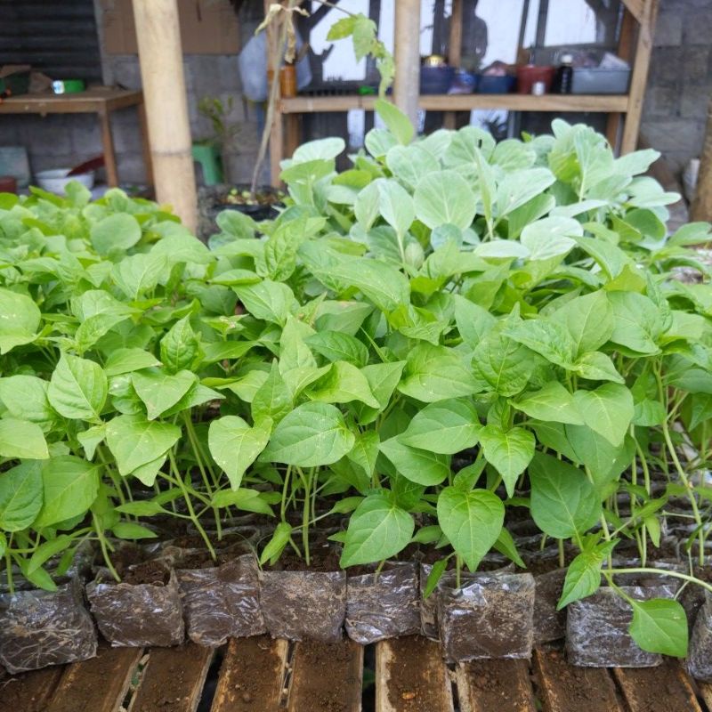 DIARY PETANI - Paket 50 Batang Bibit Caberawit Merah Siap Tanam