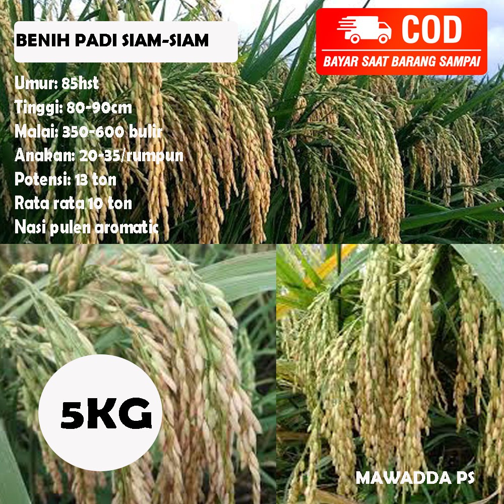 Biji Padi Siam Siam Benih Padi 5 kg
