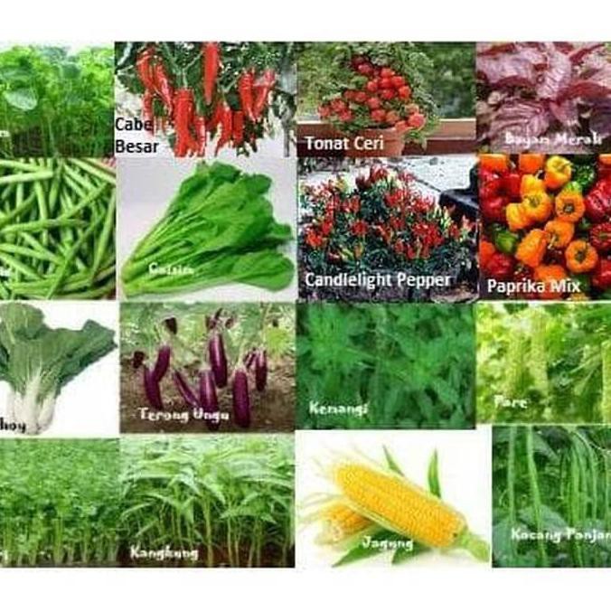 

UNIK TERMURAH AMEFURASHI PAKET HEMAT BENIH/BIBIT/SEEDS SAYUR 22 JENIS MUDAH 2 SEPTEMBER