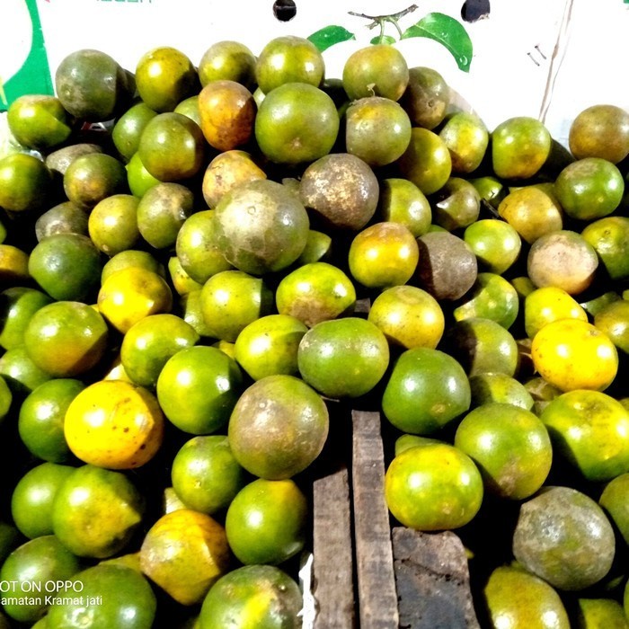 

Buah Jeruk Pontianak 1kg (1000gram)
