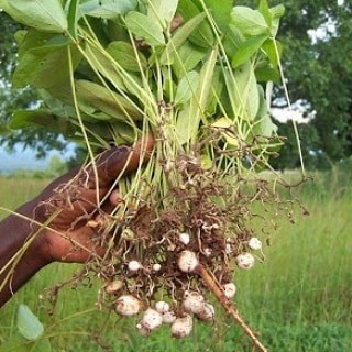 Biji Benih Kacang Bogor Bambara Shopee Indonesia