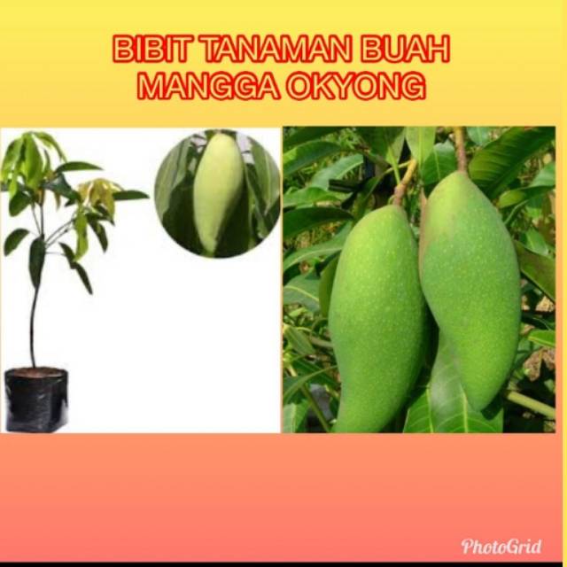 Bibit  Mangga Okyong / Golek Madu