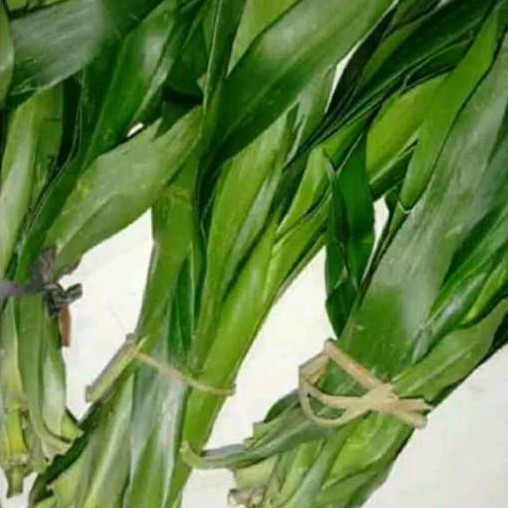 

Daun suji(10lembar)