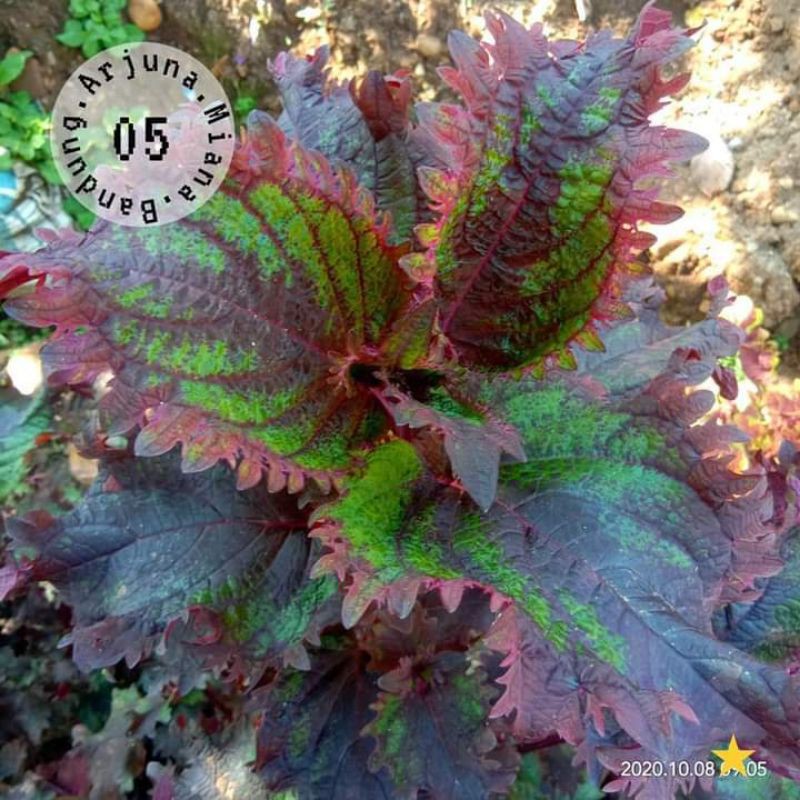 miana kode 05  /Arjuna Miana Bandung