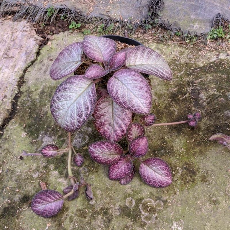 {BISA COD} tanaman bunga episcia pink tanaman gantung episcia beludru pink pohon episcia ping