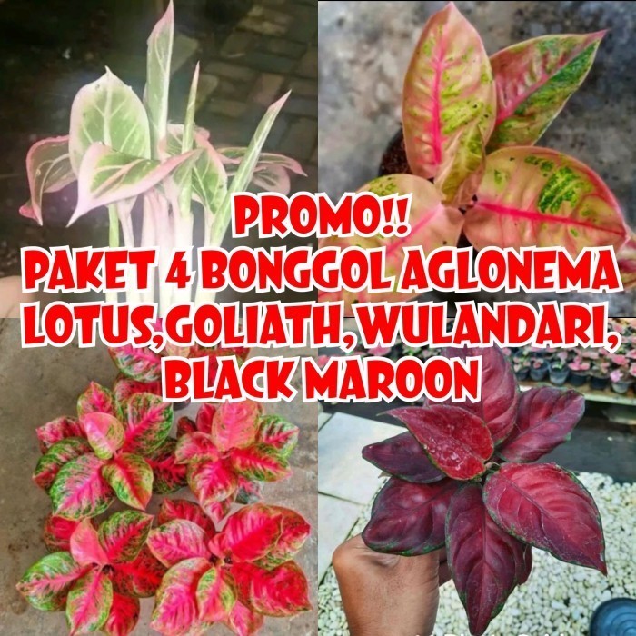 promo paket 4 bonggol aglonema lotus,goliath,wulandari,black maroon