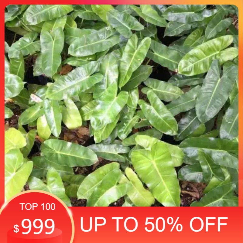 tanaman hias brekele / philo brekele / tanaman philo / brekele