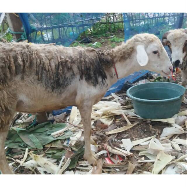 

Kambing qurban/aqiqoh