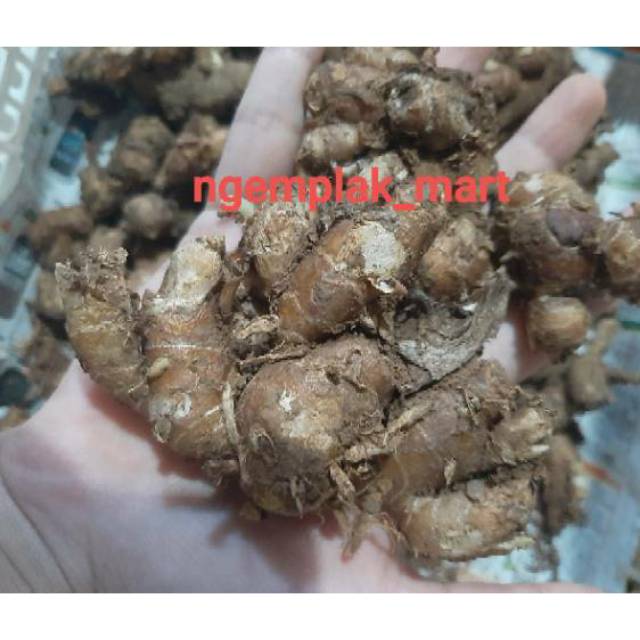 

Kencur segar 250 gram Cikur Kencur organik kencur murah bumbu dapur