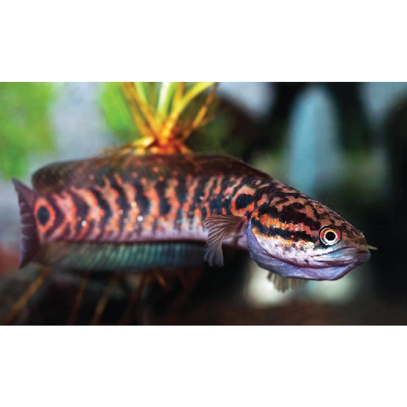 channa asiatica red spotted