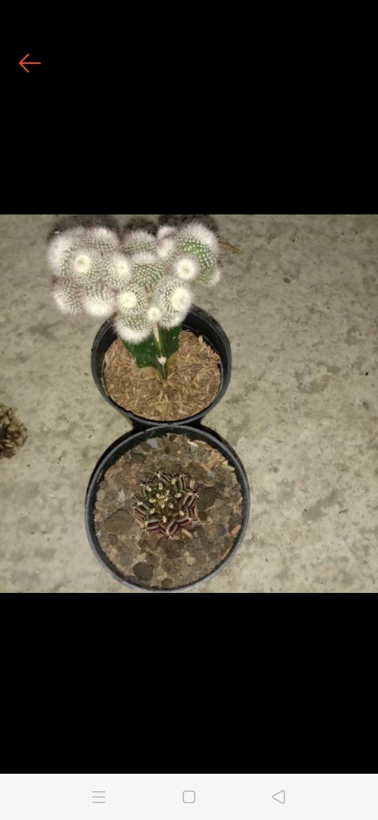 Kaktus Gymno Dari Biji