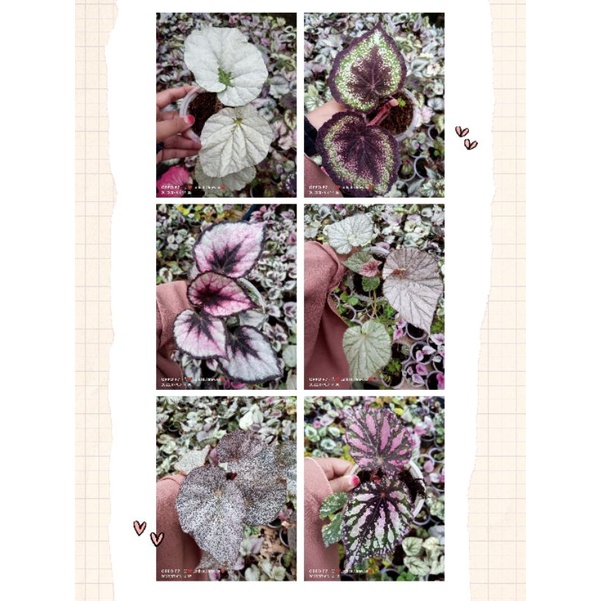 paketan anakan begonia 6 begonia motif random