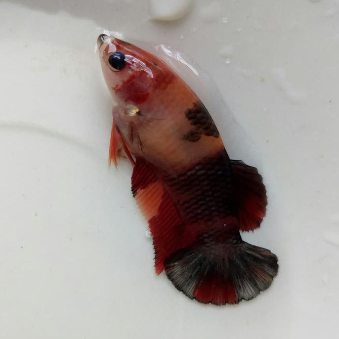 Terbaru Cupang Betina Nemo Fullblok