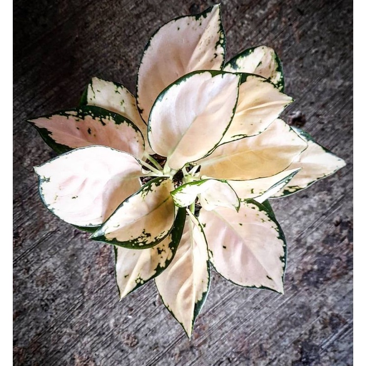 Aglonema Suksom White | Tanaman hias bunga aglonema suksom jaipong putih | Tanaman hias hidup murah