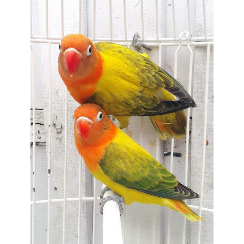 Burung Lovebird Biola Ewing Gold