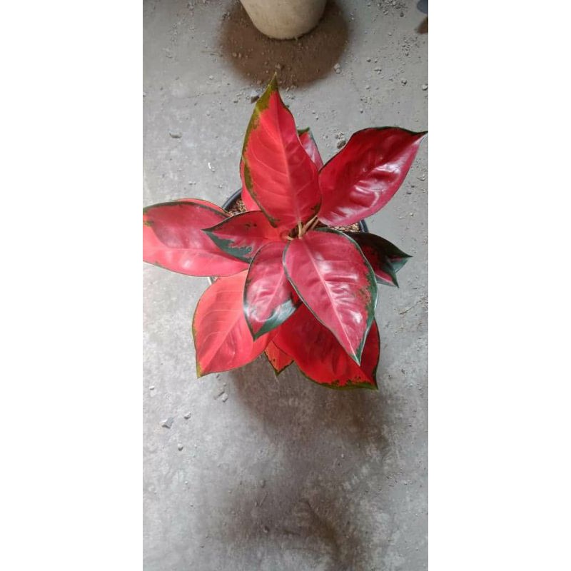 aglonema siksom compacta