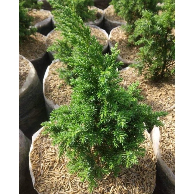 Bahan Bonsai Cemara Duri/ Rigida
