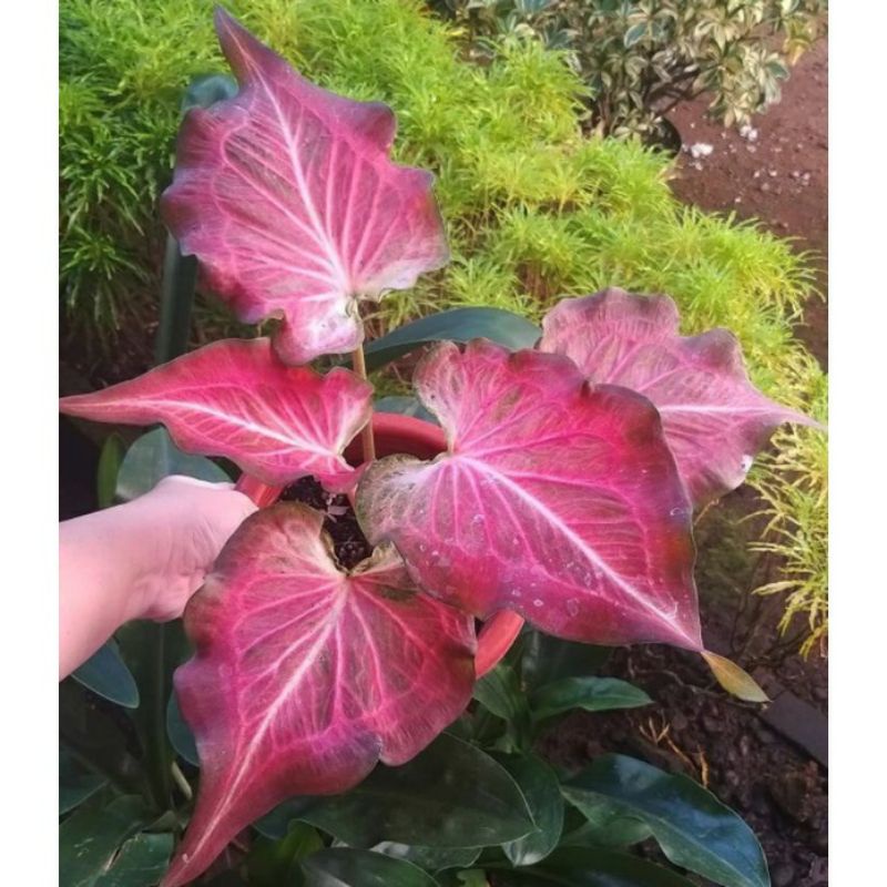 anakan keladi pink ramla caladium ramla