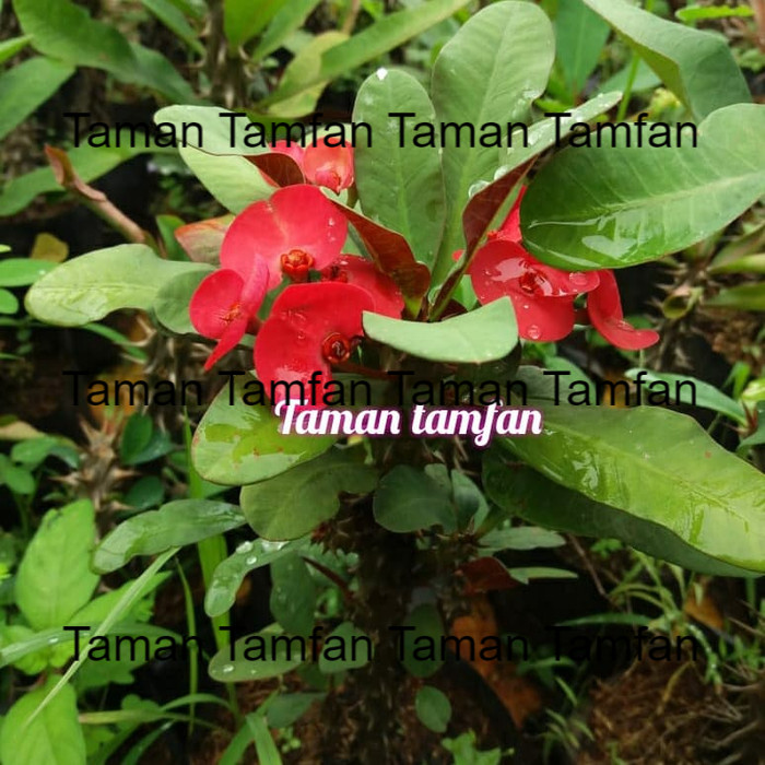 euforbia bunga merah