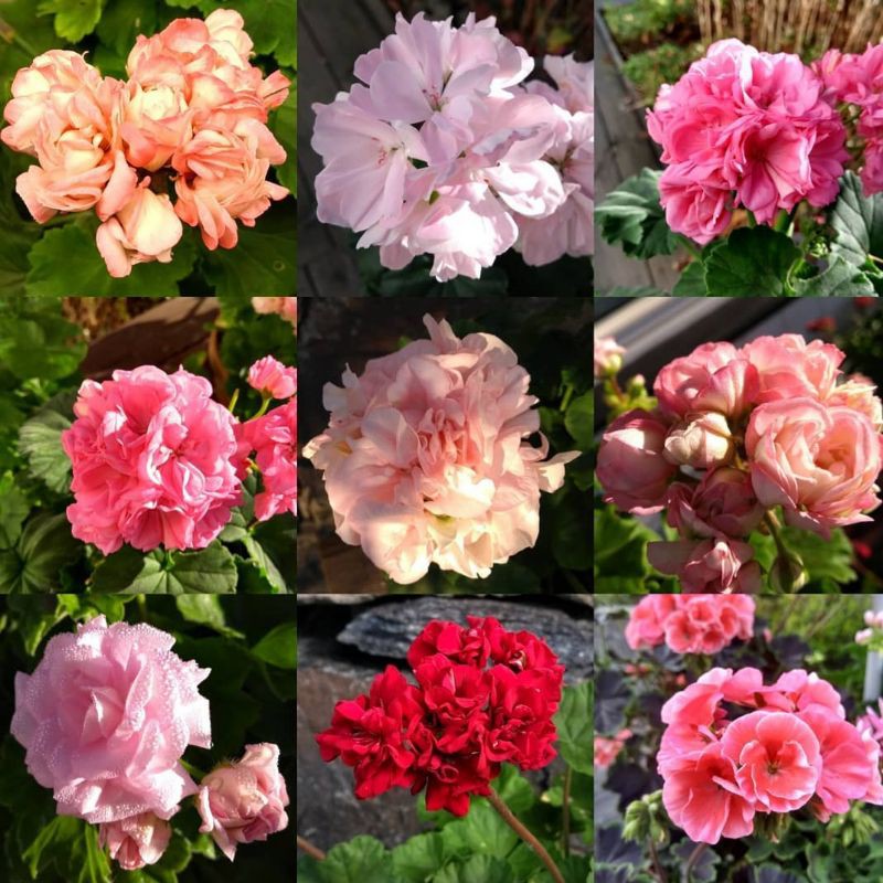 Bunga Geranium