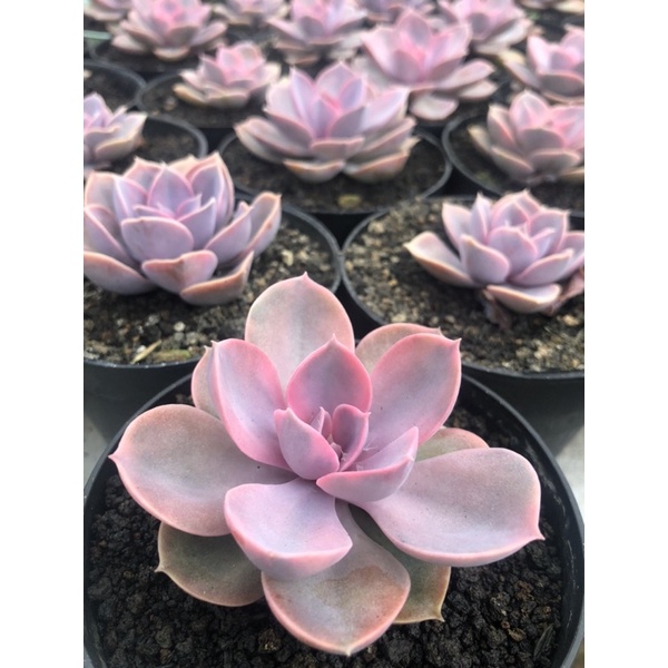 echeveria perle rainbow