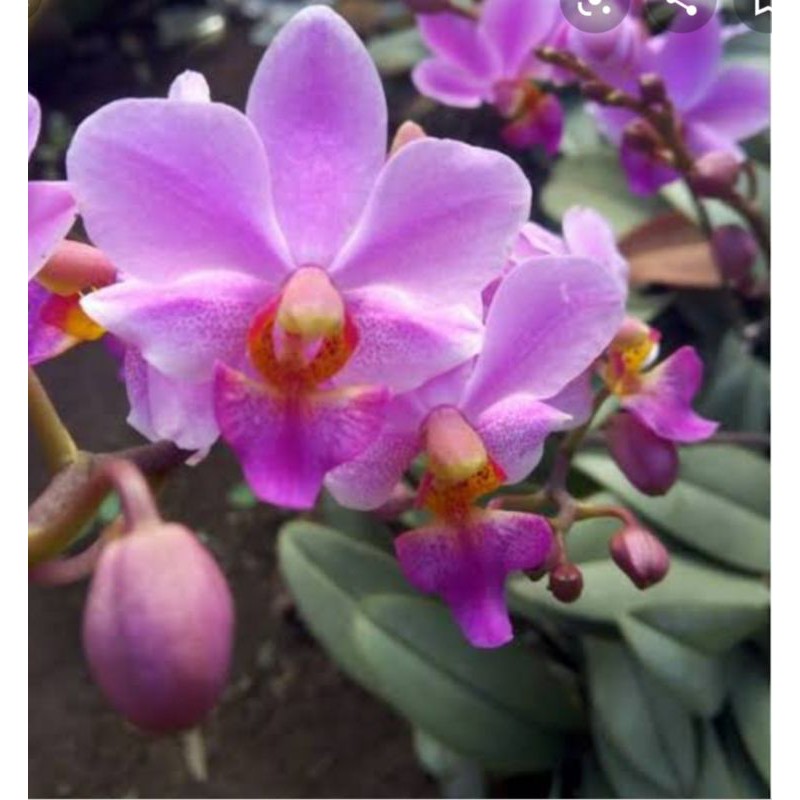 doritis pulcerima siap berbunga