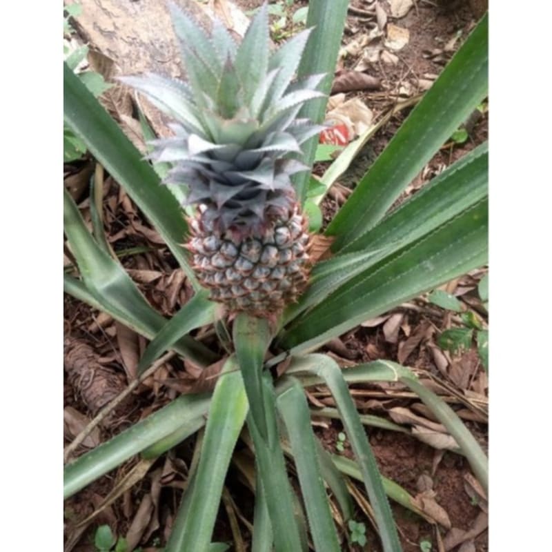 

nanas muda nanas duri Hasil Kebun Sendiri
