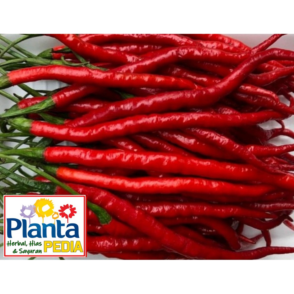 

CABE MERAH KERITING SAYURAN SEGAR MAKANAN SEGAR MINUMAN DIET SEHAT JANTUNG, BAKAR LEMAK, IMUNITAS