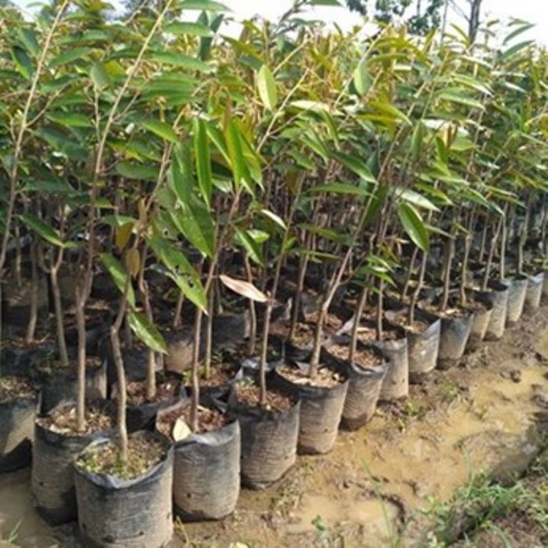 Cari Benih tanaman pohon Bibit buah durian montong