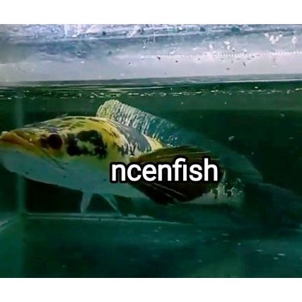 RARE ITEM GREEN MARULIUS SP KALTARA PROGRES SINGLE TANK 15CM MUTIARA BERTABURAN BINTANG