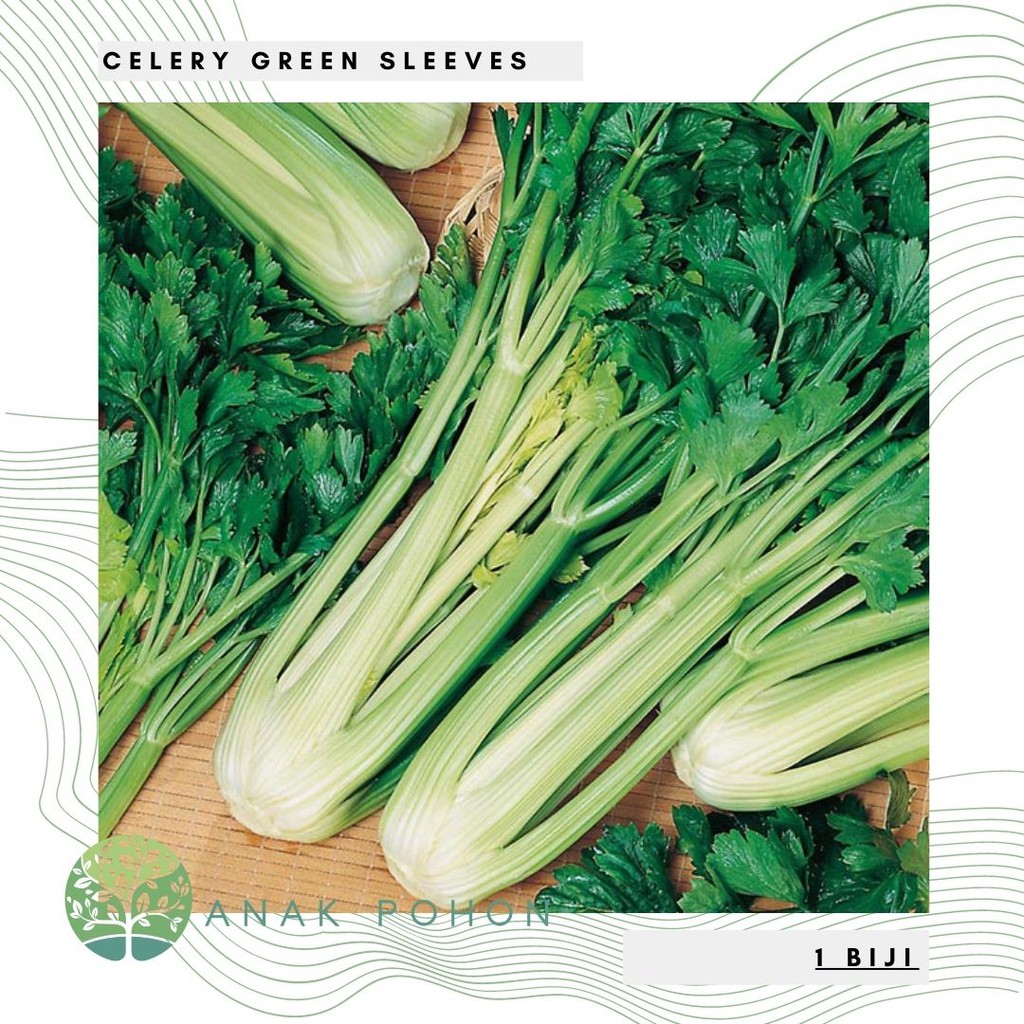 Benih Bibit Biji - Celery Green Sleeves Seledri (Apium graveolens) Seeds - IMPORT UK